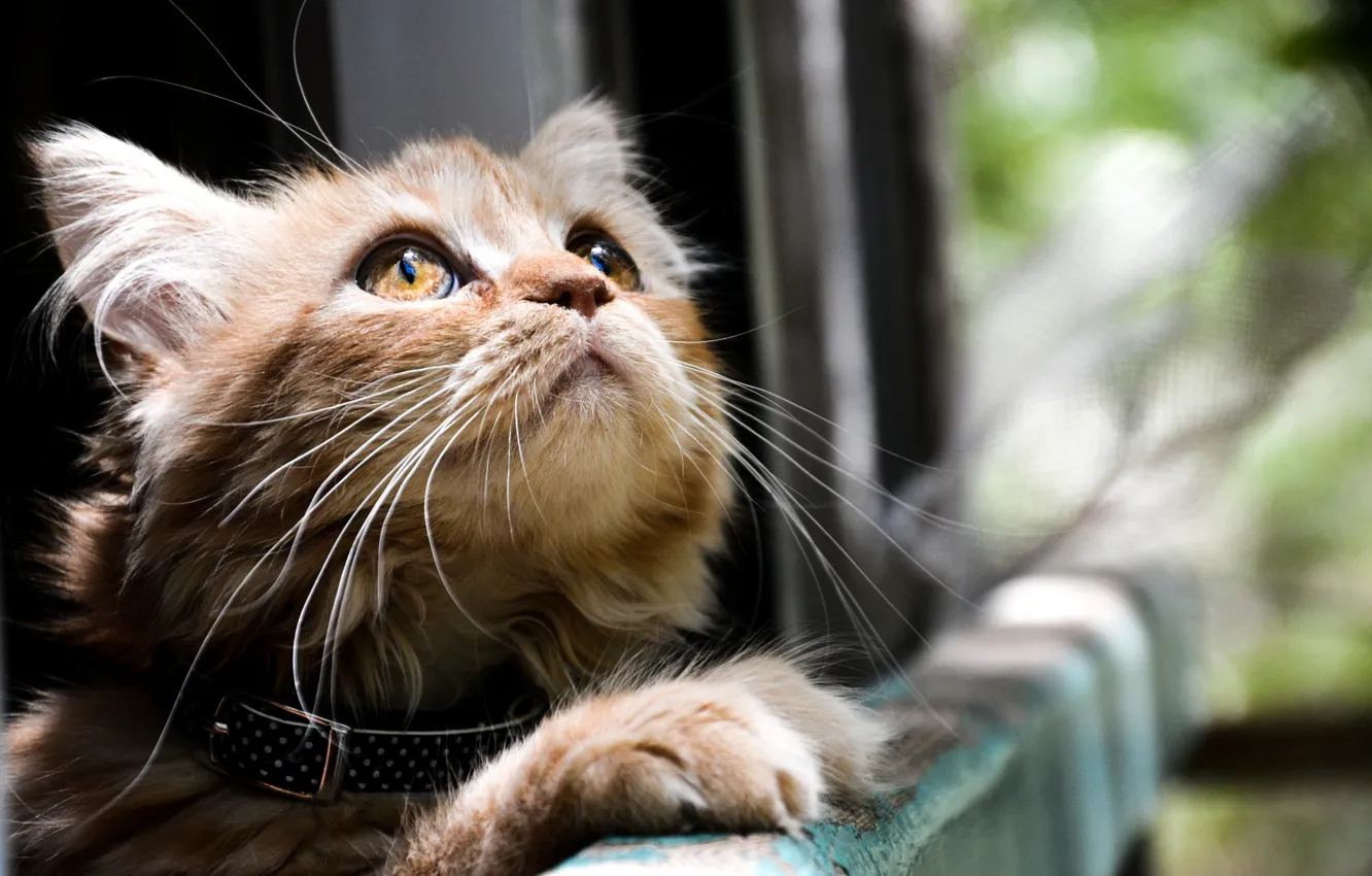 Photo wallpaper cat, eyes, cat, looks, Kote