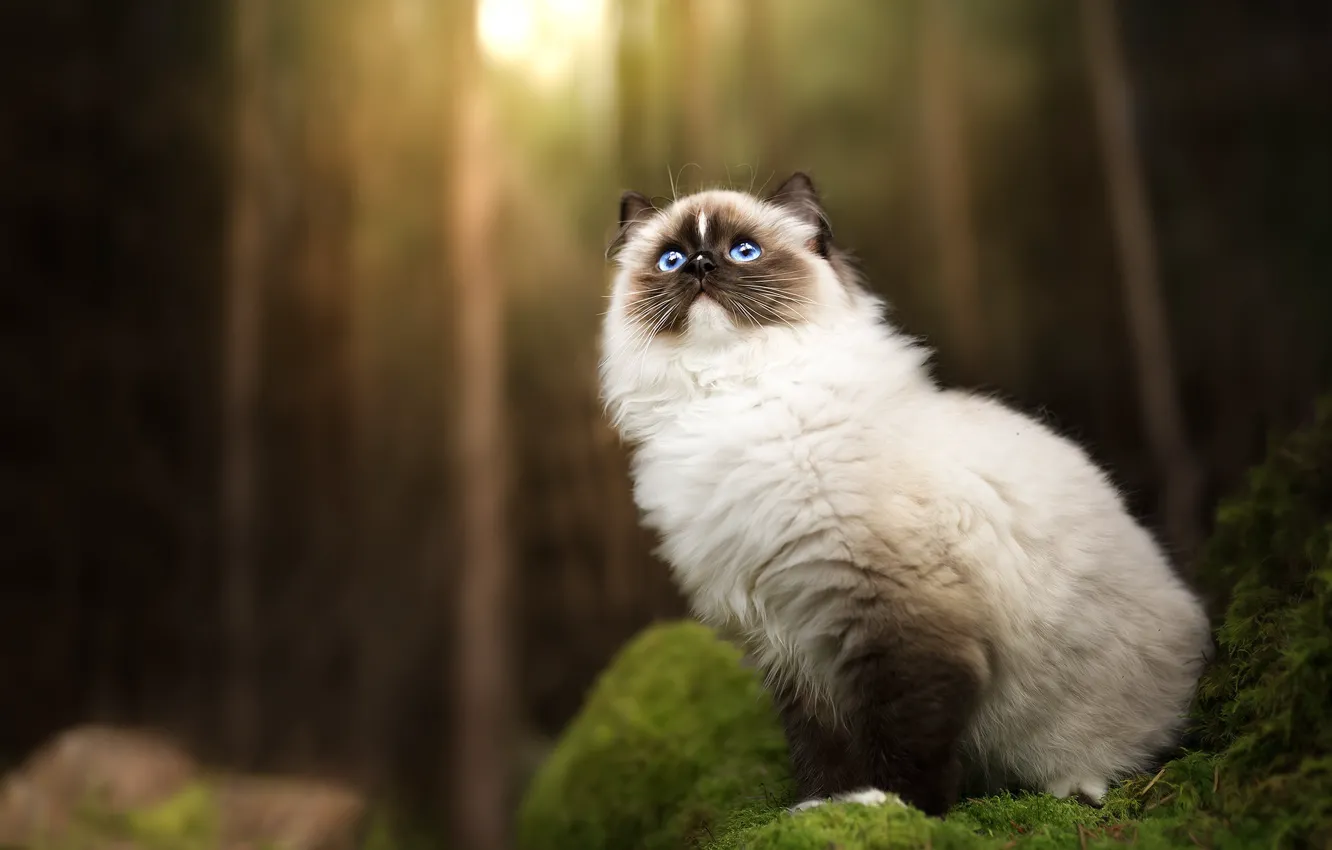 Photo wallpaper forest, cat, cat, trees, nature, moss, sitting, looking up