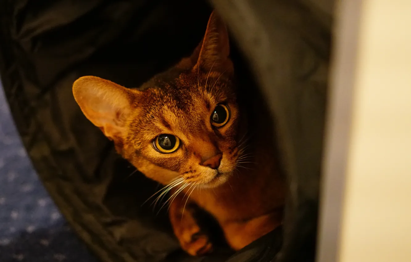 Photo wallpaper eyes, cat, look