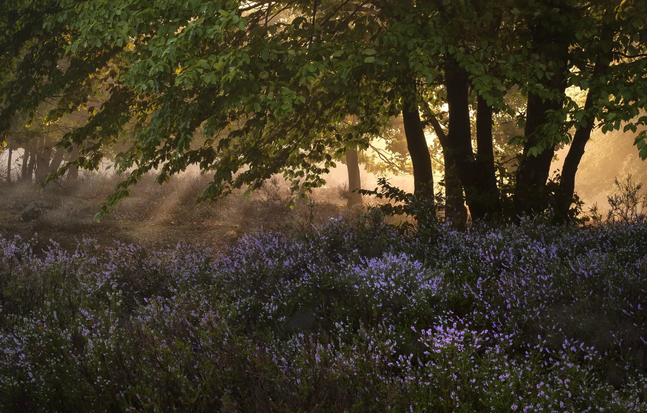 Photo wallpaper forest, trees, flowers, glade, foliage, Heather