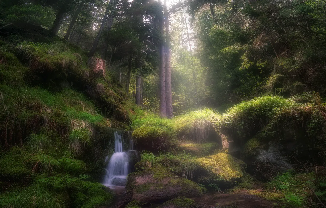 Photo wallpaper forest, the sun, trees, stones, waterfall