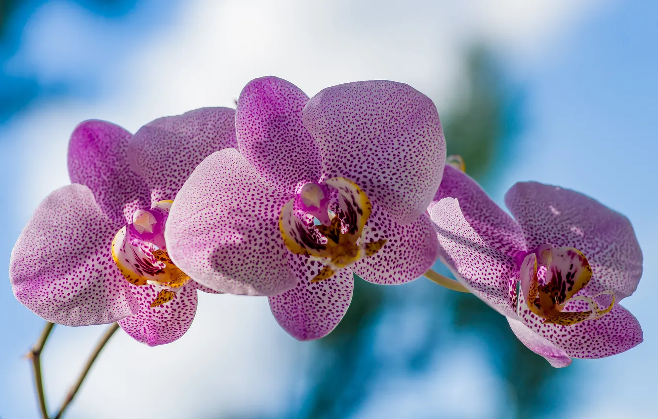 Photo wallpaper summer, flowers, nature, falinopsis