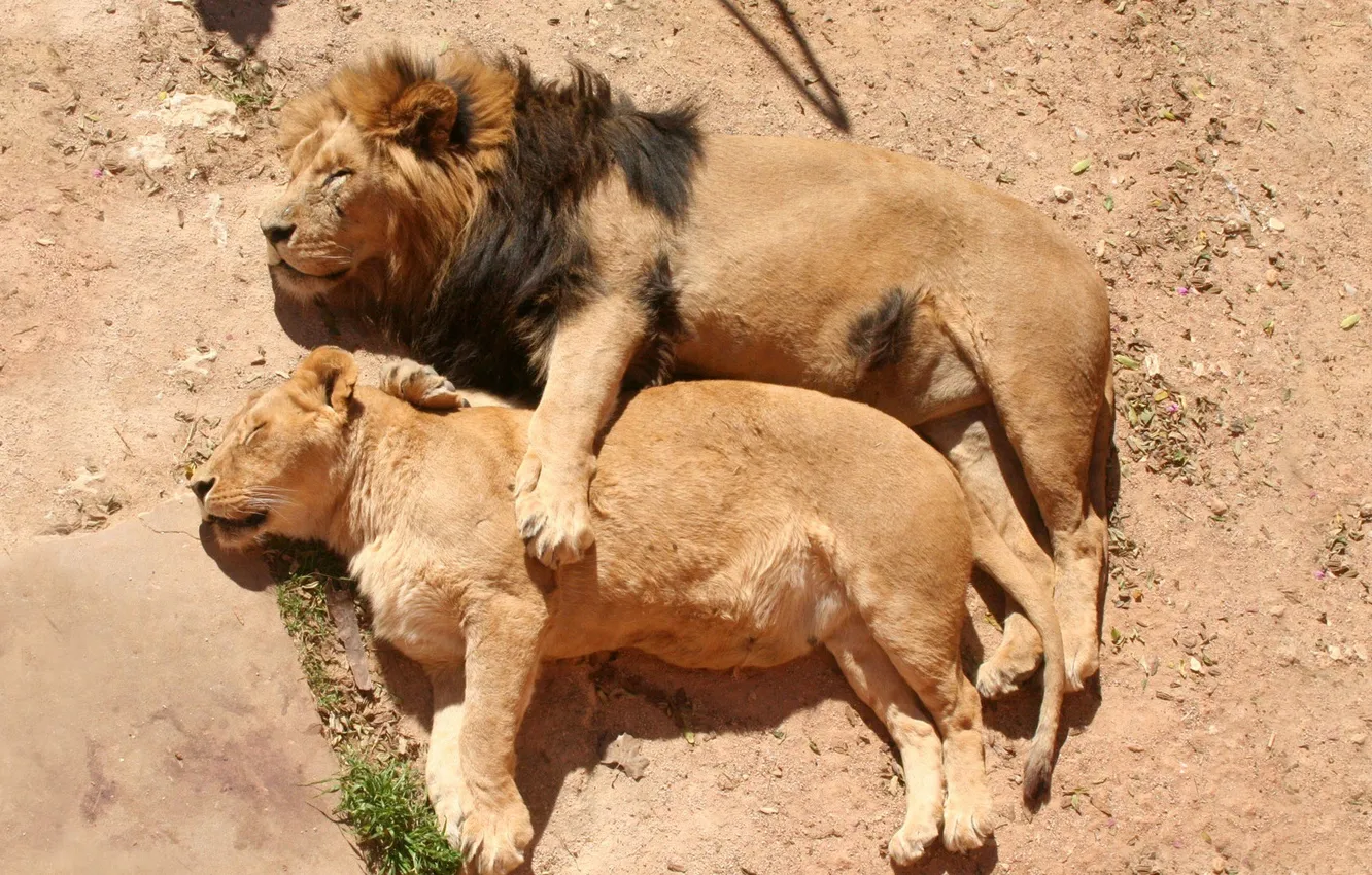 Photo wallpaper nature, sleeping, Lions, In Love