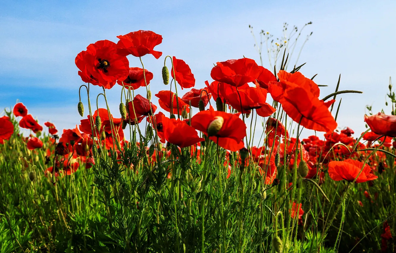 Photo wallpaper the sky, flowers, red, bright, Maki, poppy field