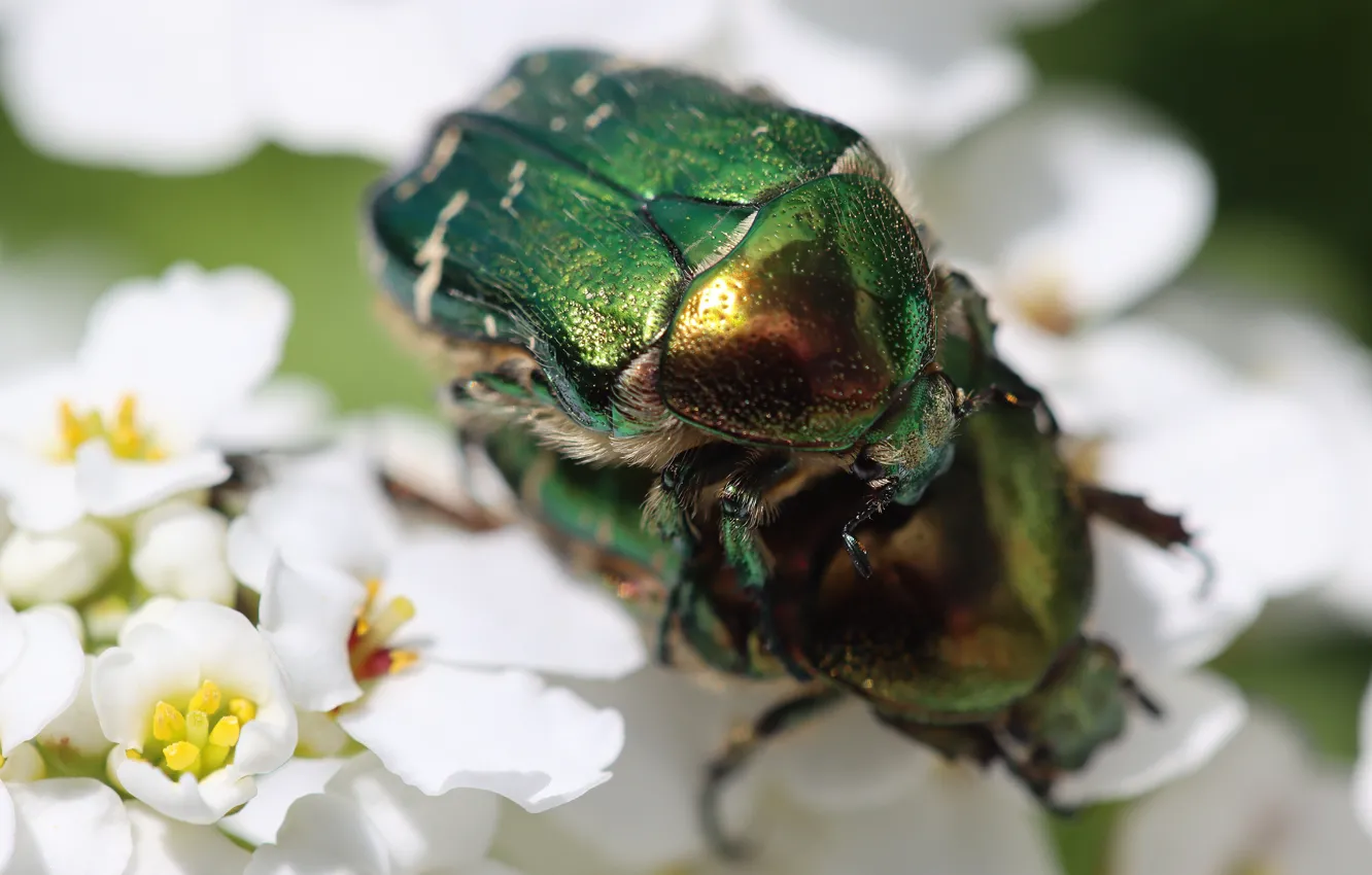 Photo wallpaper macro, love, flowers, green, beetle, spring, a couple, bokeh
