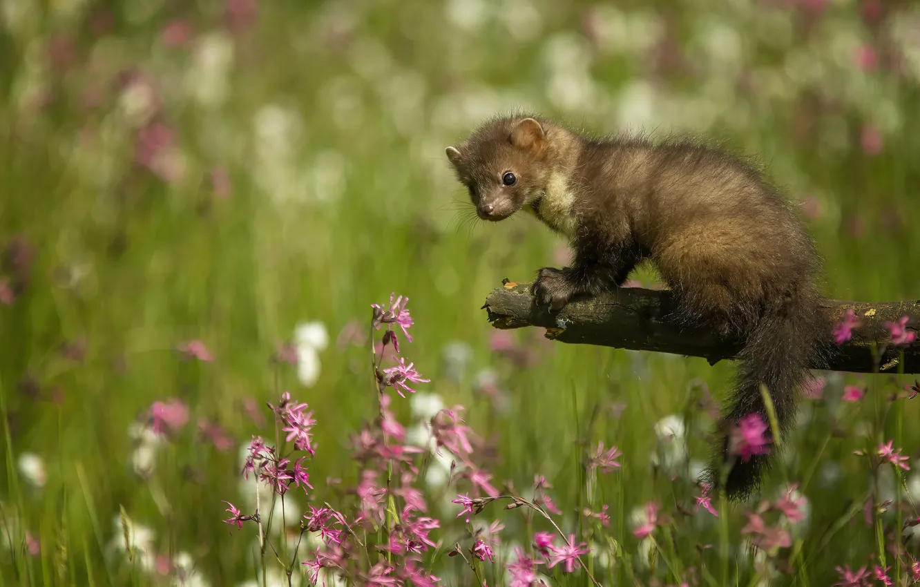 Photo wallpaper nature, cub, marten