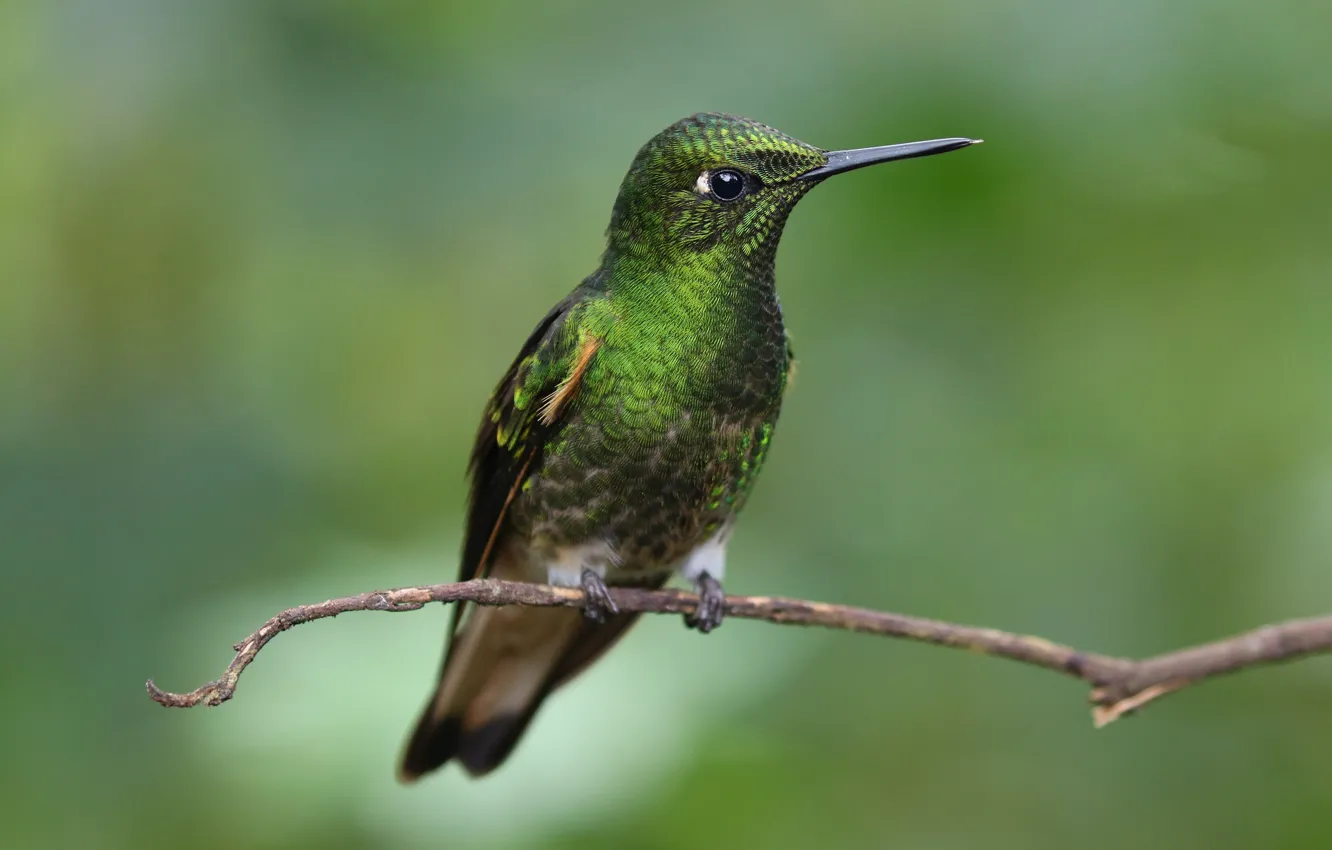 Photo wallpaper bird, branch, Hummingbird