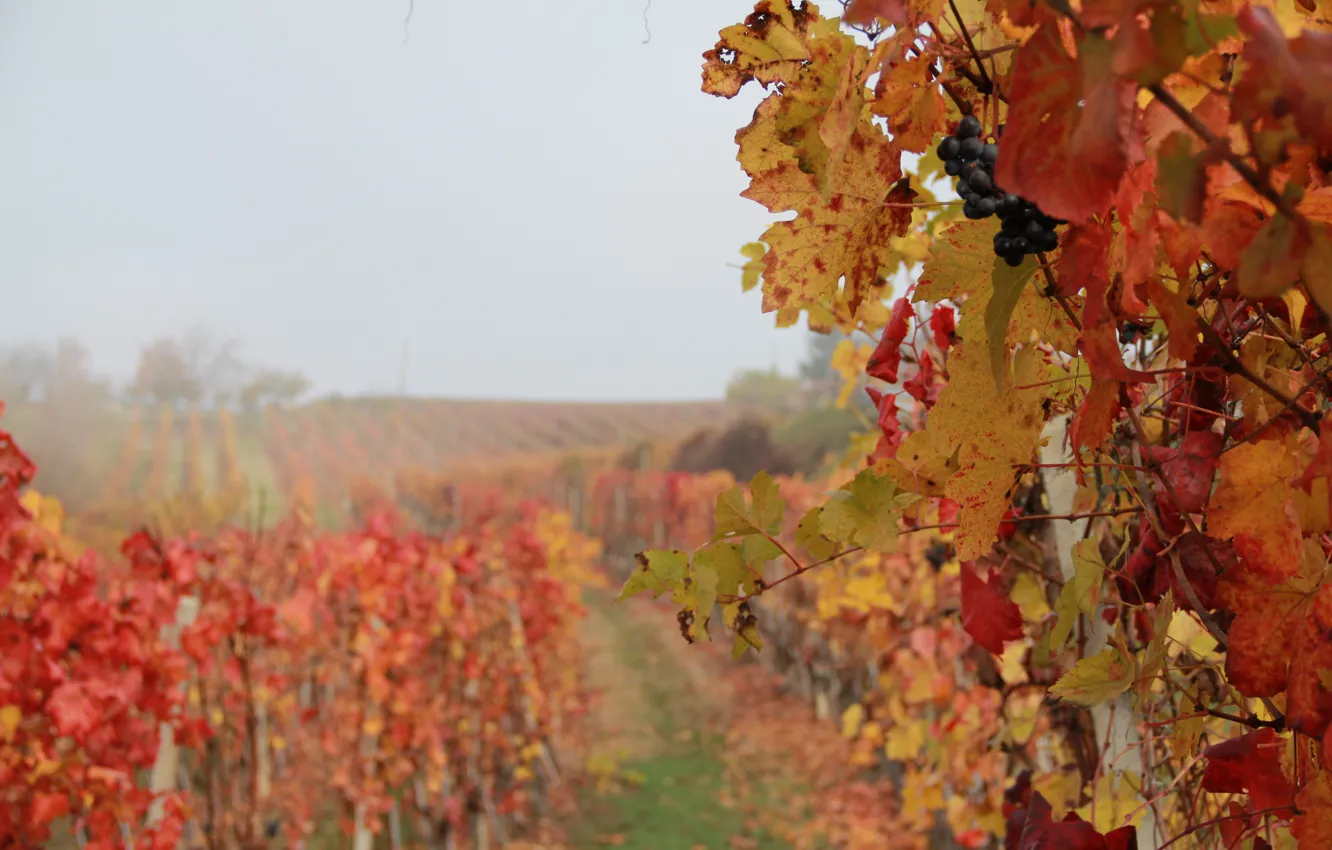 Photo wallpaper Italy, wine, grapes, foggy, Piemonte, vineyard, red wine, Denomination of Controlled and Guaranteed Origin