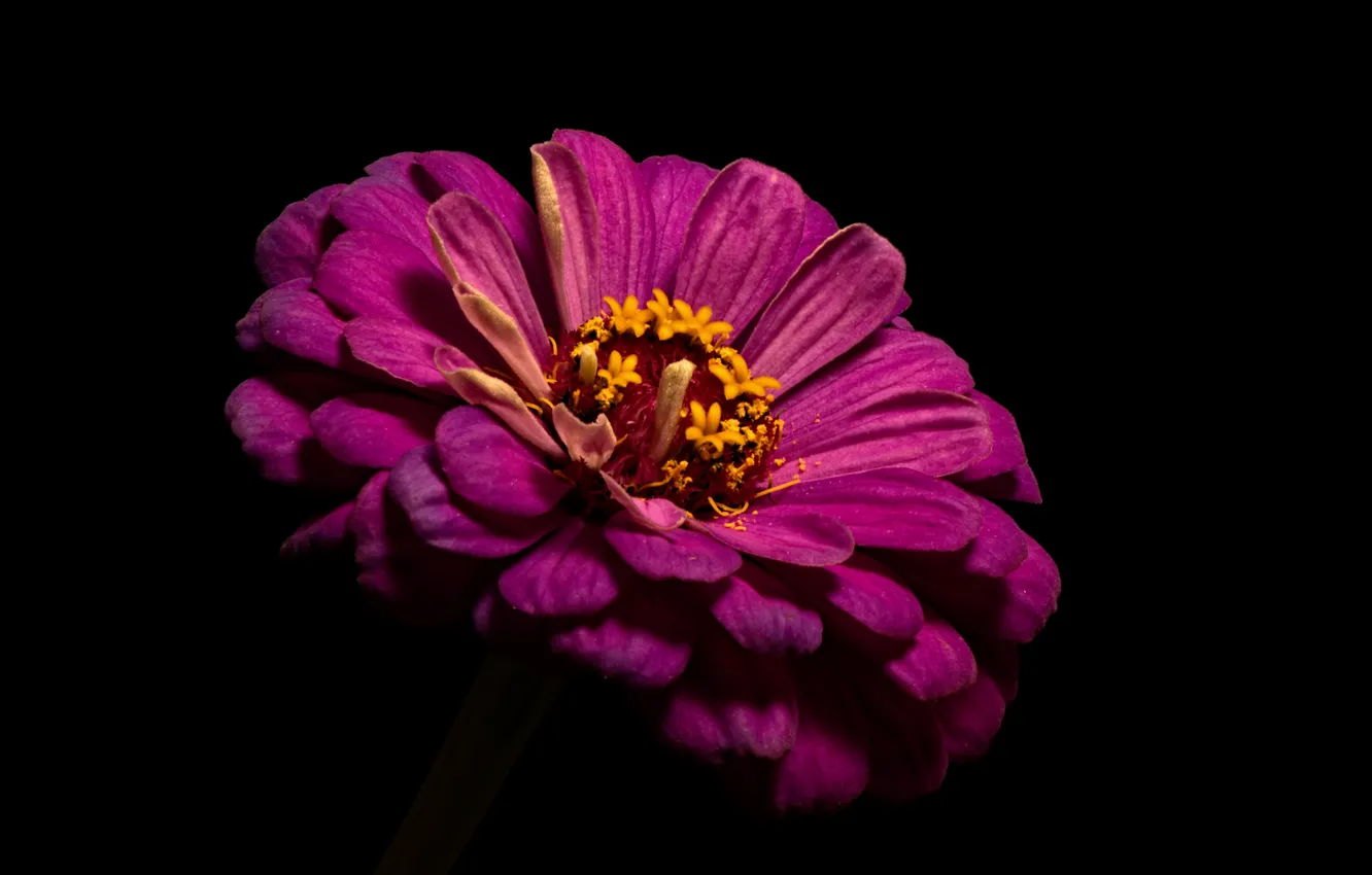 Photo wallpaper flowers, nature, background