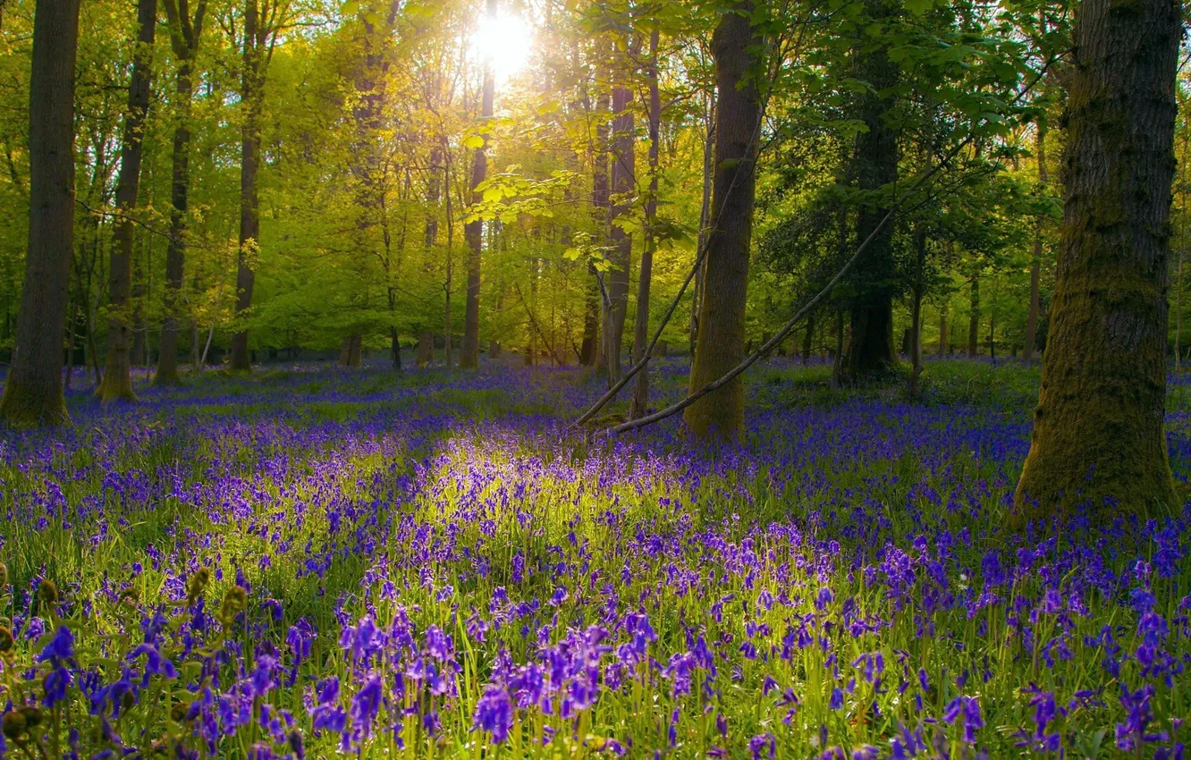 Photo wallpaper forest, flowers, nature