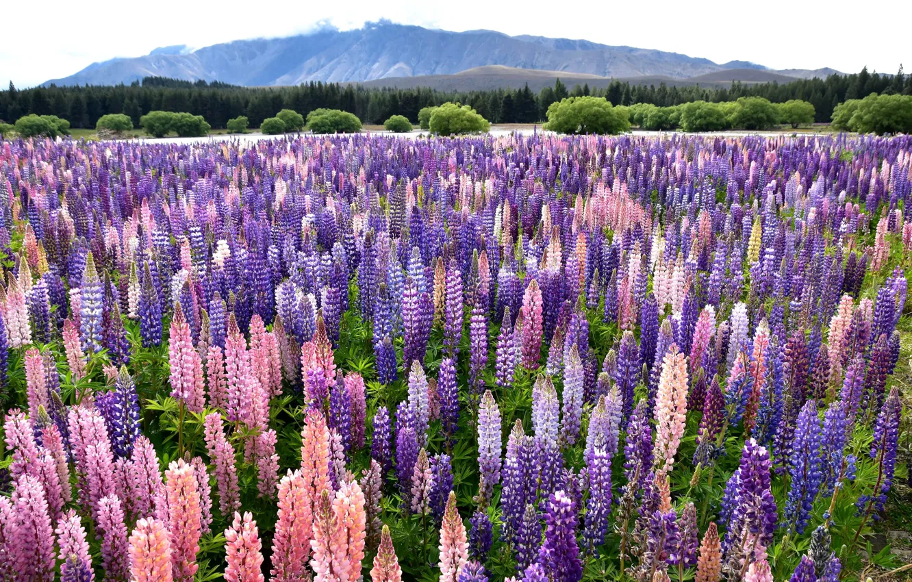 Photo wallpaper flowers, mountains, lupins