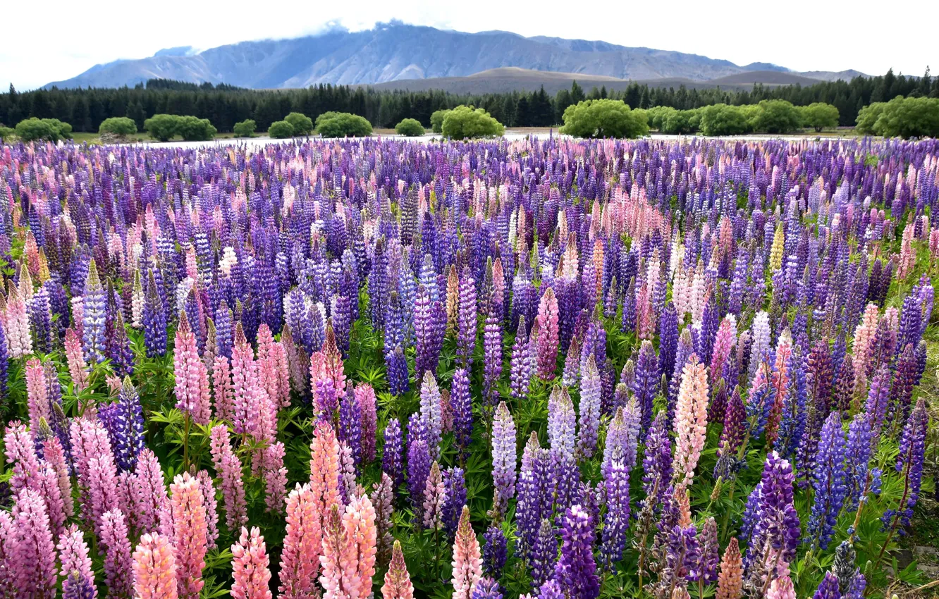 Photo wallpaper flowers, mountains, Lupin