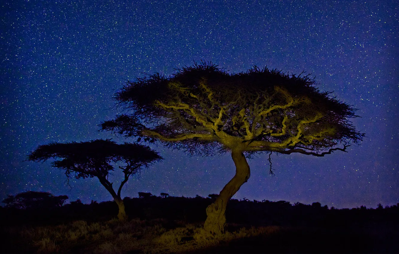 Photo wallpaper stars, light, trees, night, Africa, acacia, Kenya, Wildlife Conservancy