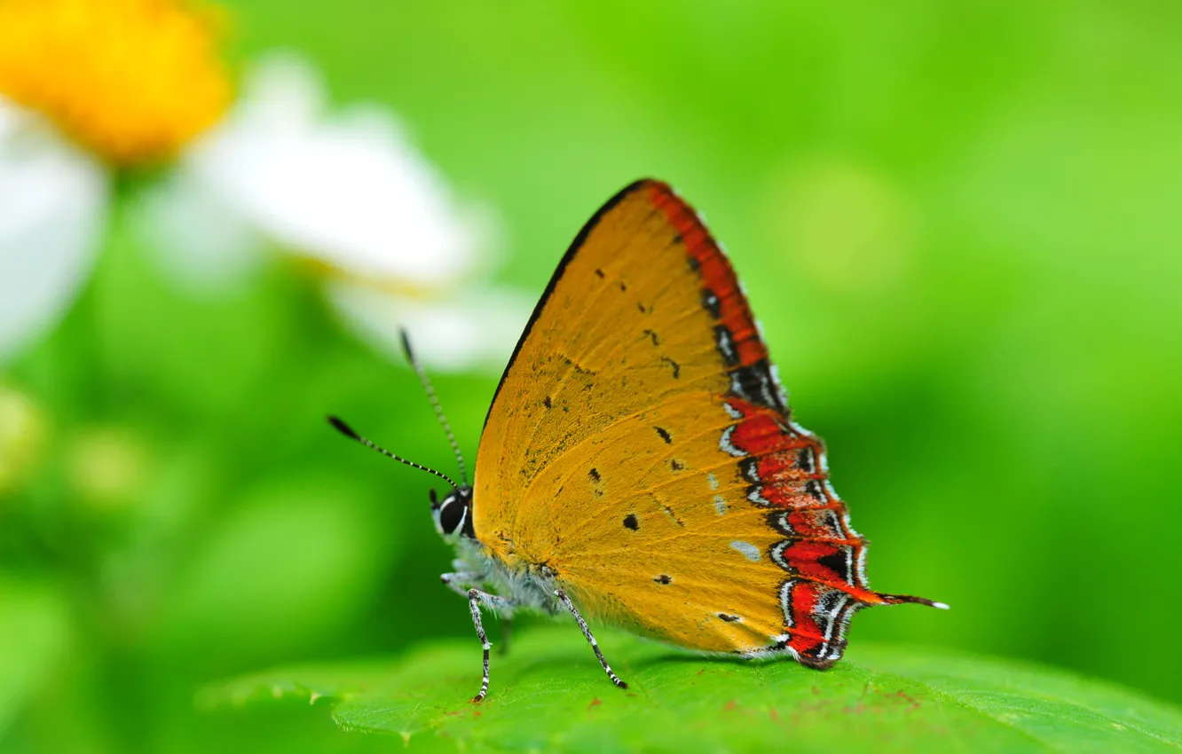 Photo wallpaper green, background, butterfly, wings, insect