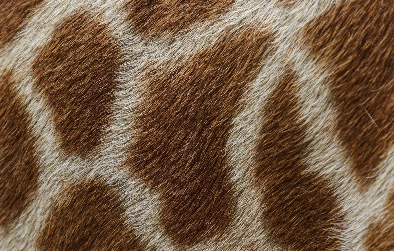 Photo wallpaper macro, texture, wool, giraffe, spot, skin, fur