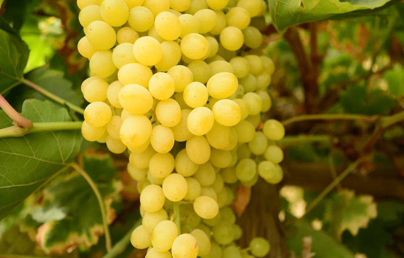 Photo wallpaper green, food, grapes