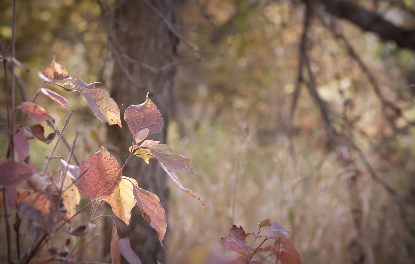 Photo wallpaper autumn, leaves, branches, background, blur