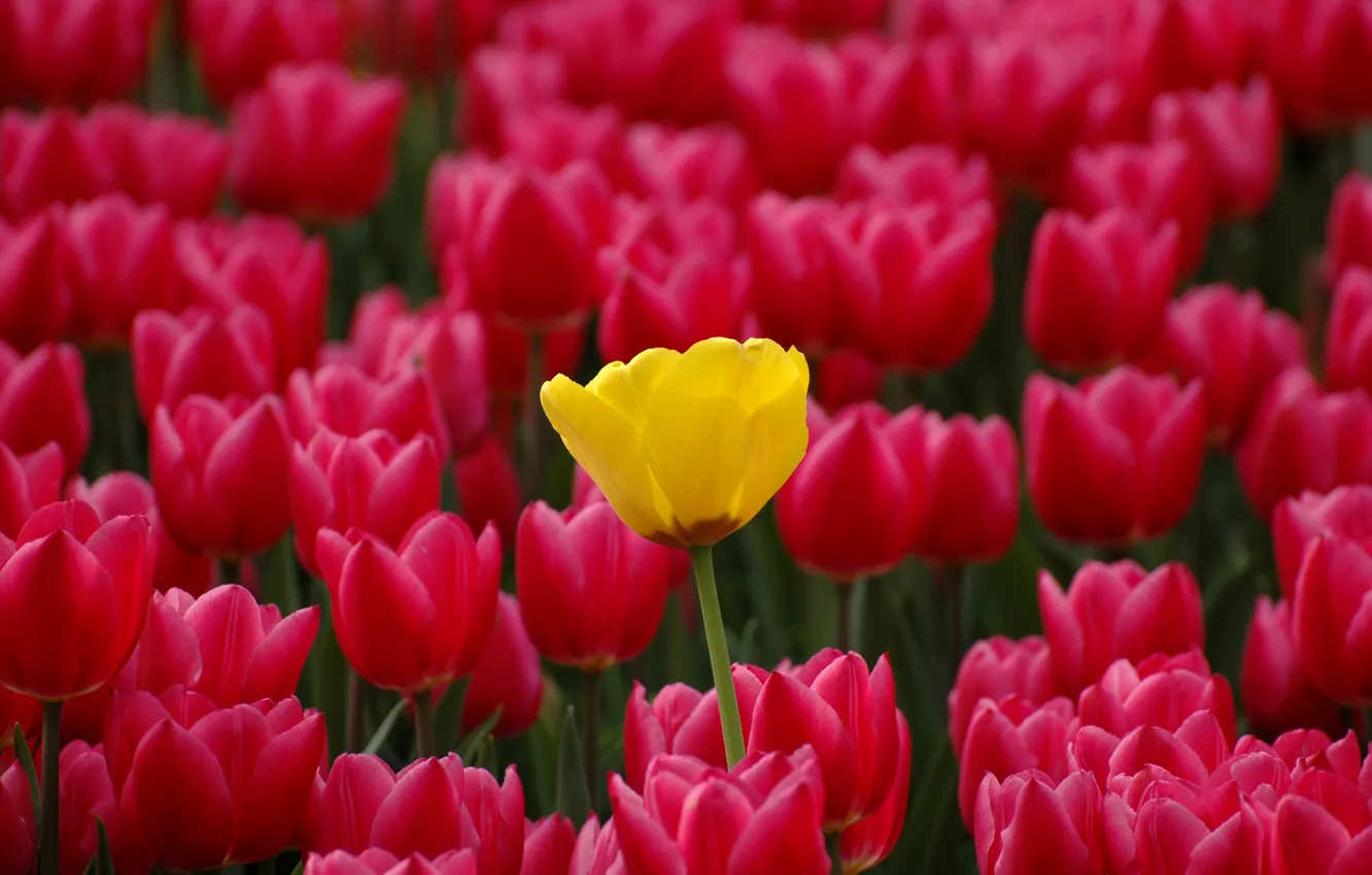 Photo wallpaper flowers, nature, spring, petals, tulips, buds