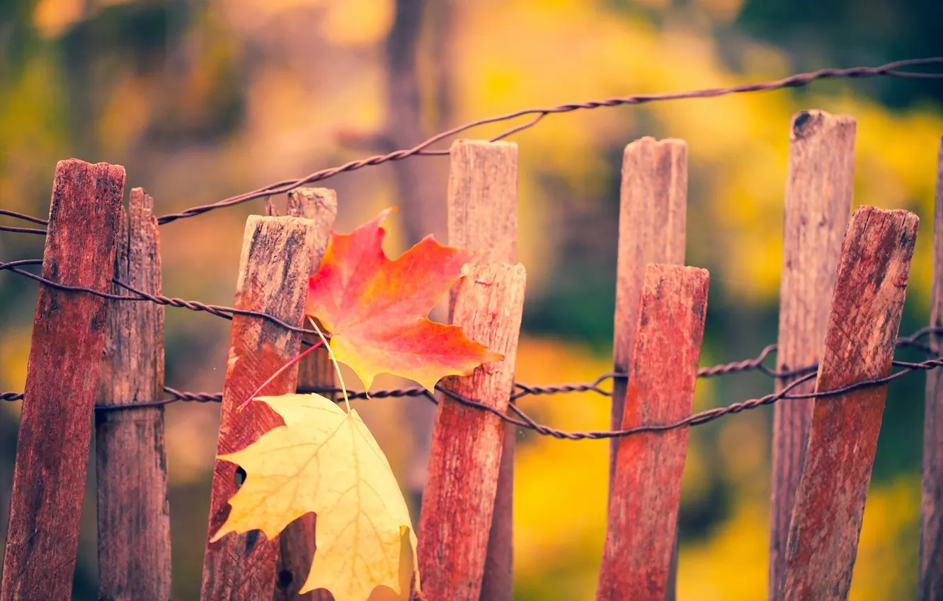 Photo wallpaper autumn, leaves, the fence