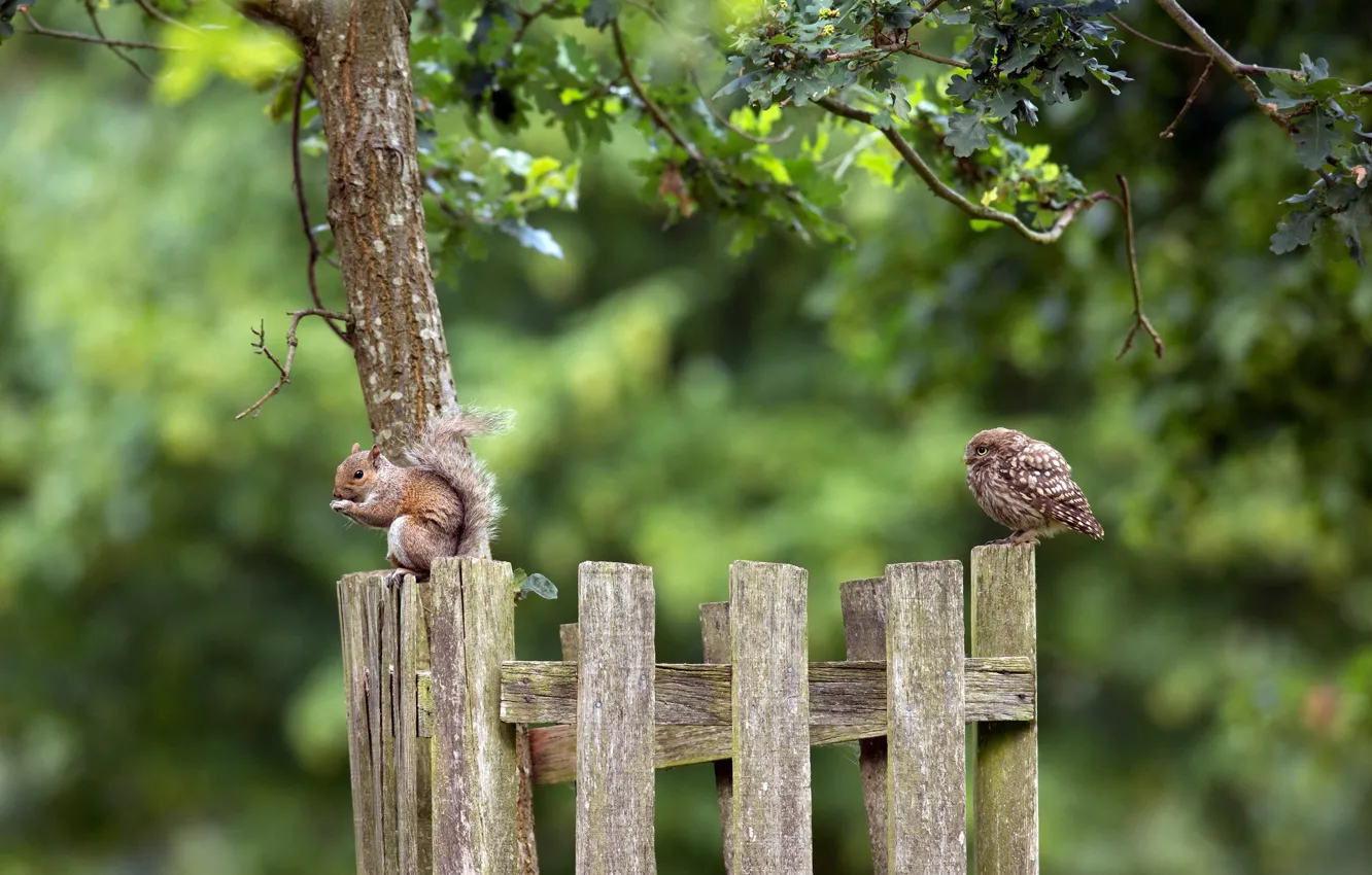 Photo wallpaper nature, owl, protein