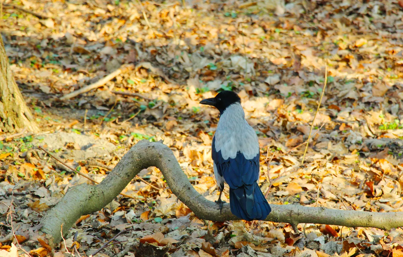 Photo wallpaper bird, crow, sitting