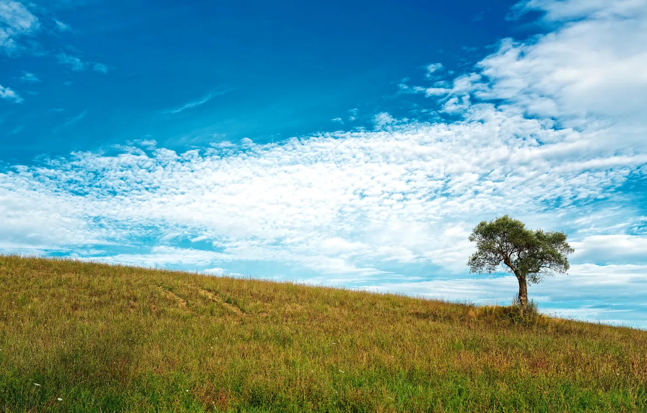 Photo wallpaper summer, the sky, trees