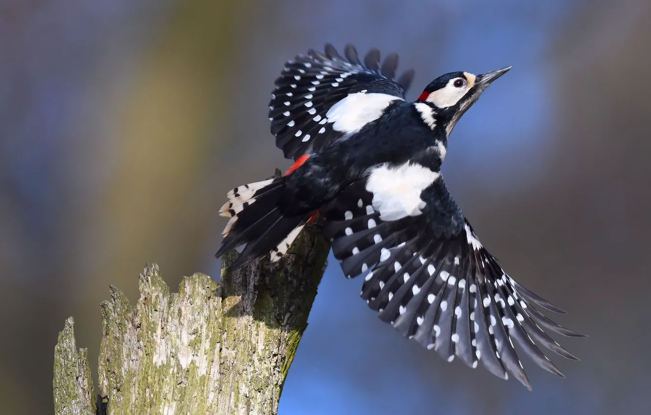 Photo wallpaper stump, woodpecker, the rise, bokeh