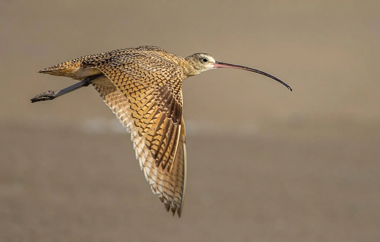 Photo wallpaper flight, bird, wings, beak, long-billed Curlew