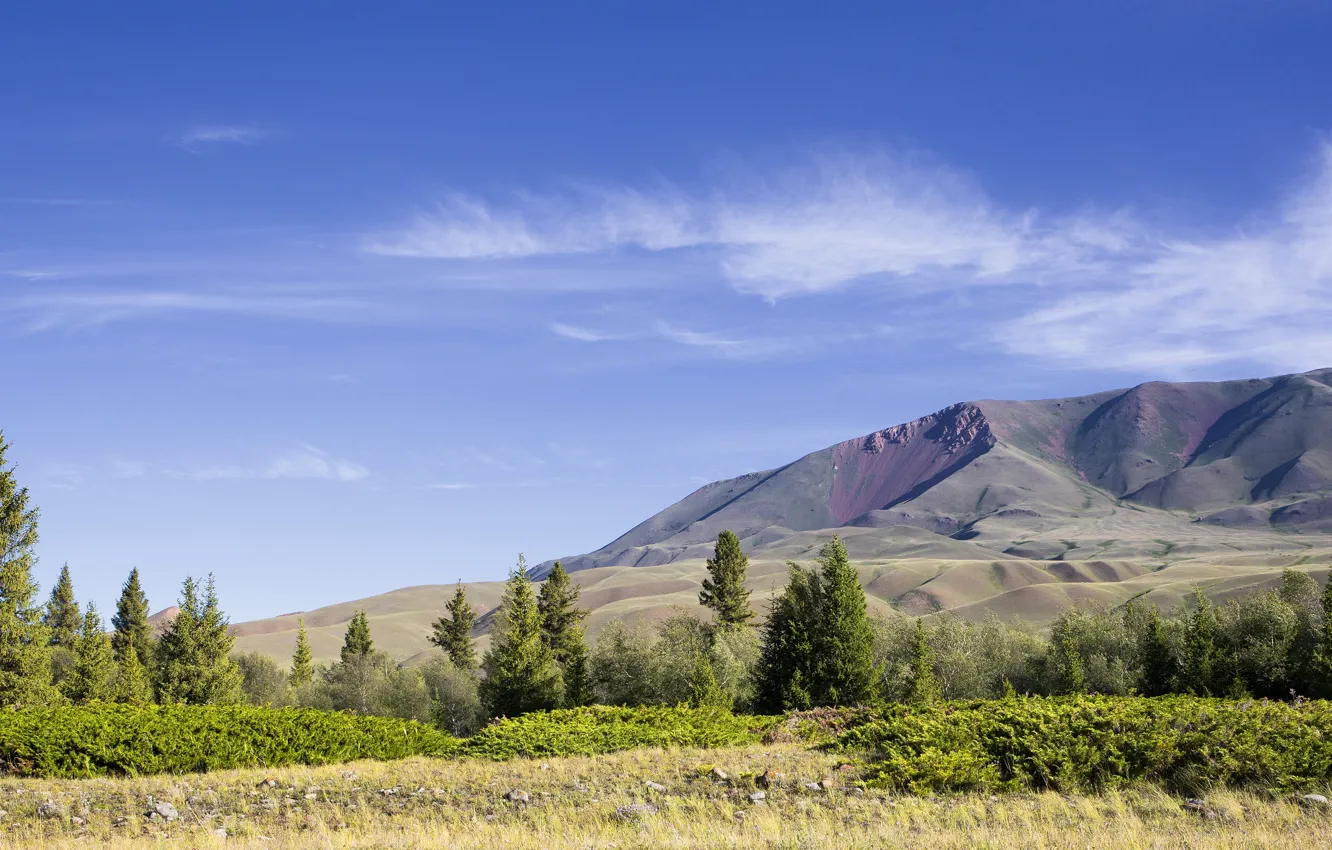 Photo wallpaper field, forest, summer, the sky, clouds, mountains, blue, stones
