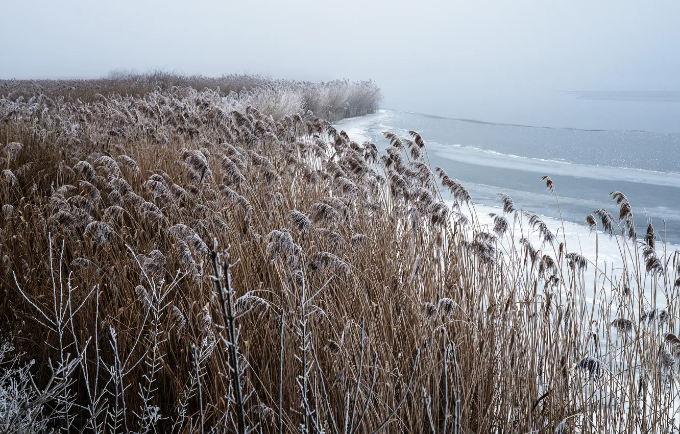 Photo wallpaper winter, fog, reed