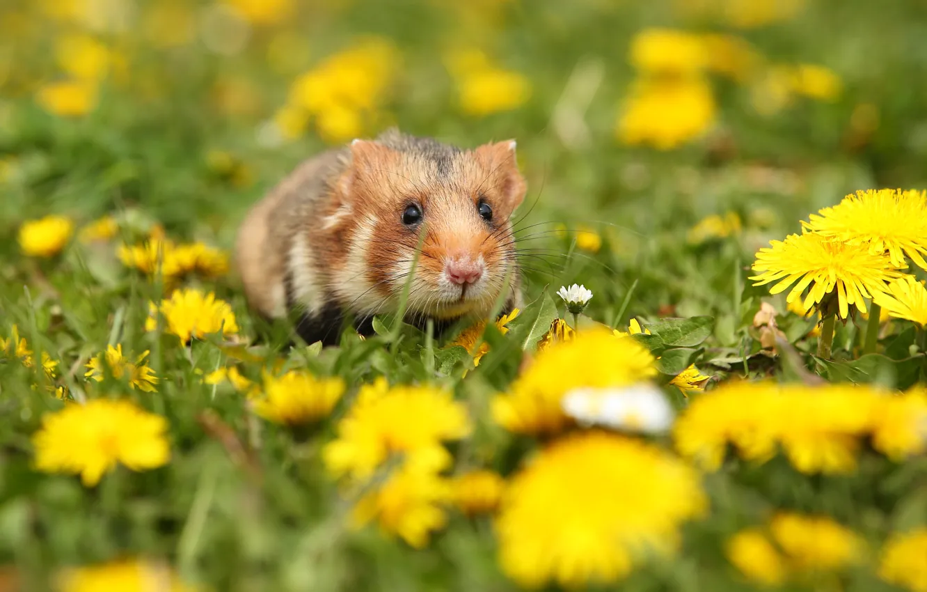 Photo wallpaper flowers, dandelion, hamster, rodent