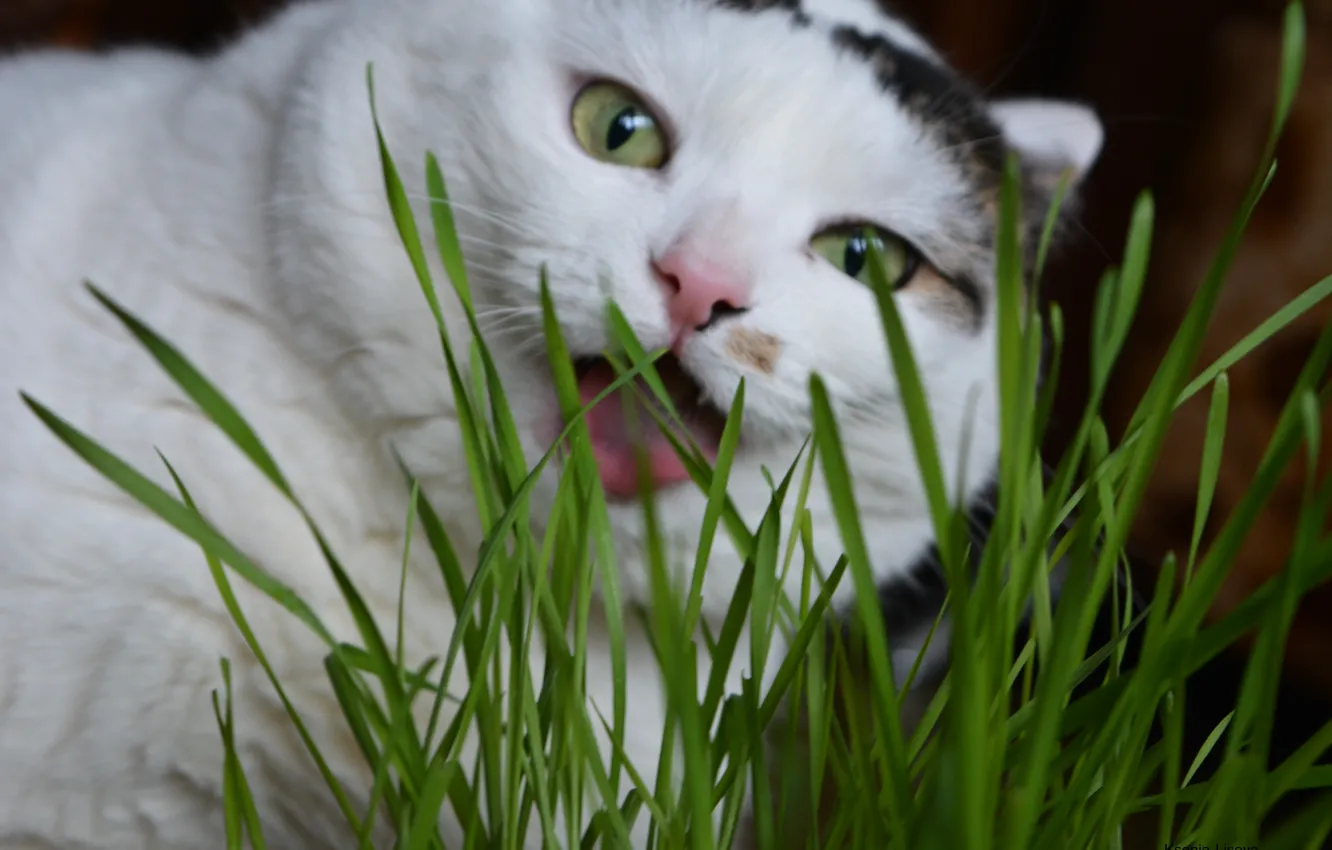 Photo wallpaper cat, grass, cat, green, beauty, white, Cat, snow