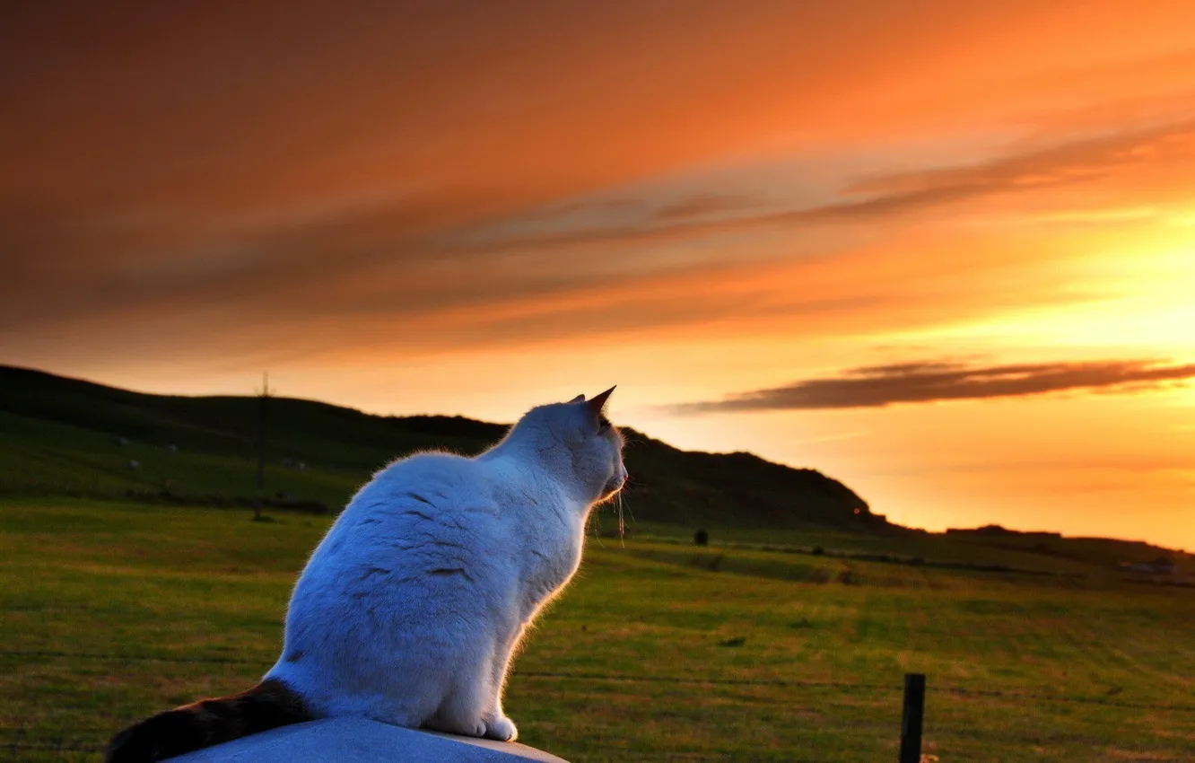 Photo wallpaper cat, the sky, sunset, glade, beauty