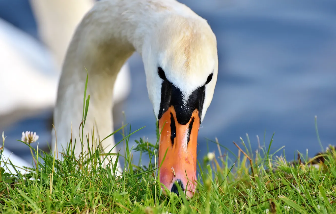 Photo wallpaper bird, shore, weed, swans