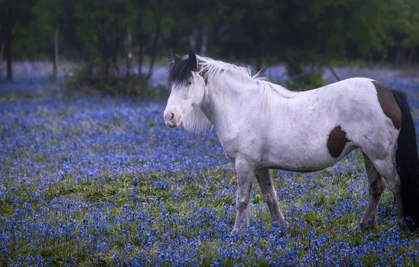 Photo wallpaper flowers, horse, horse