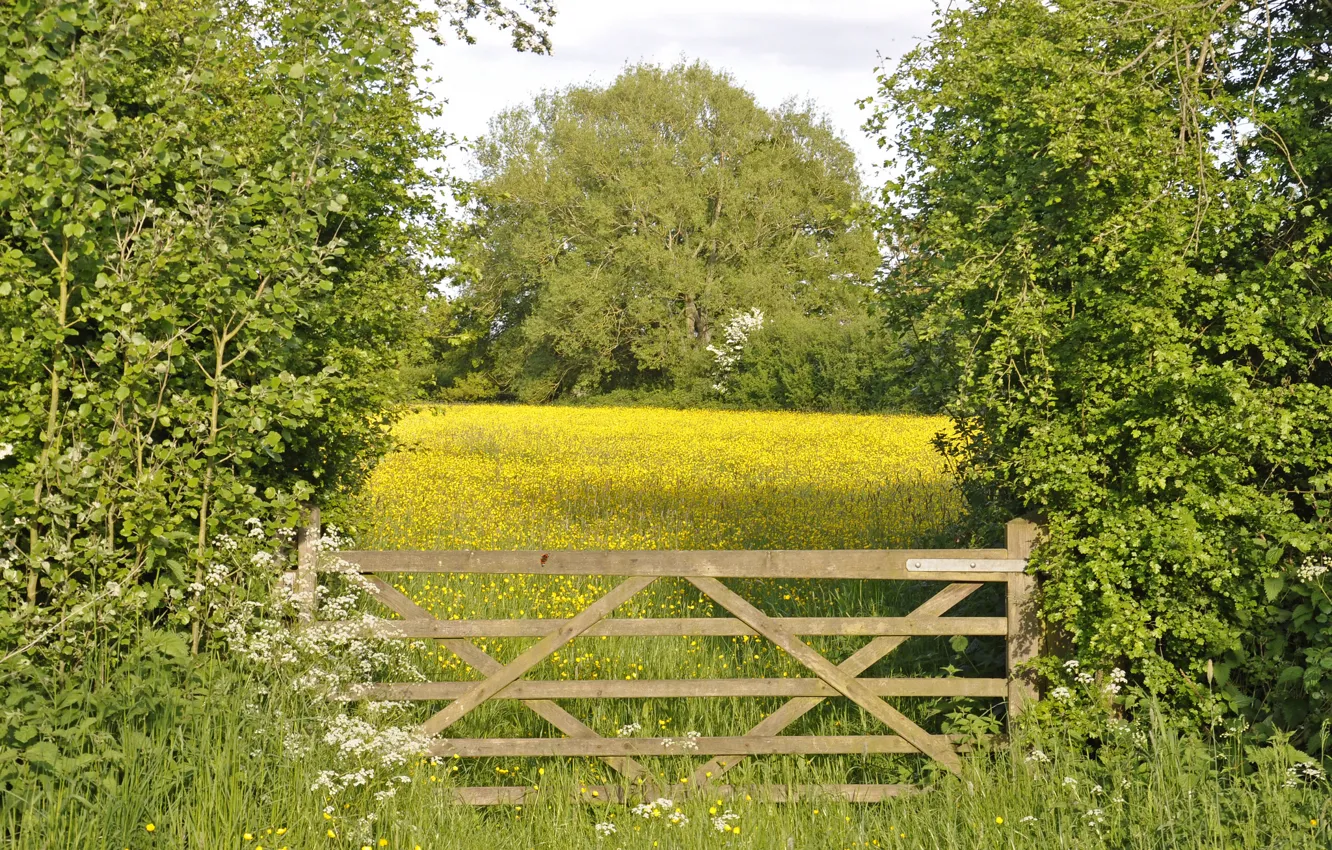 Photo wallpaper trees, flowers, gate, meadow