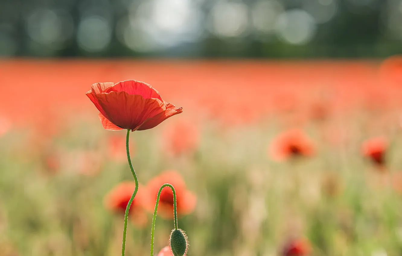 Photo wallpaper summer, nature, Mac