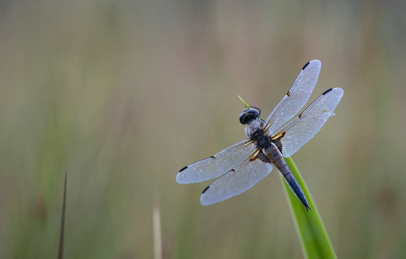 Photo wallpaper macro, dragonfly, insect