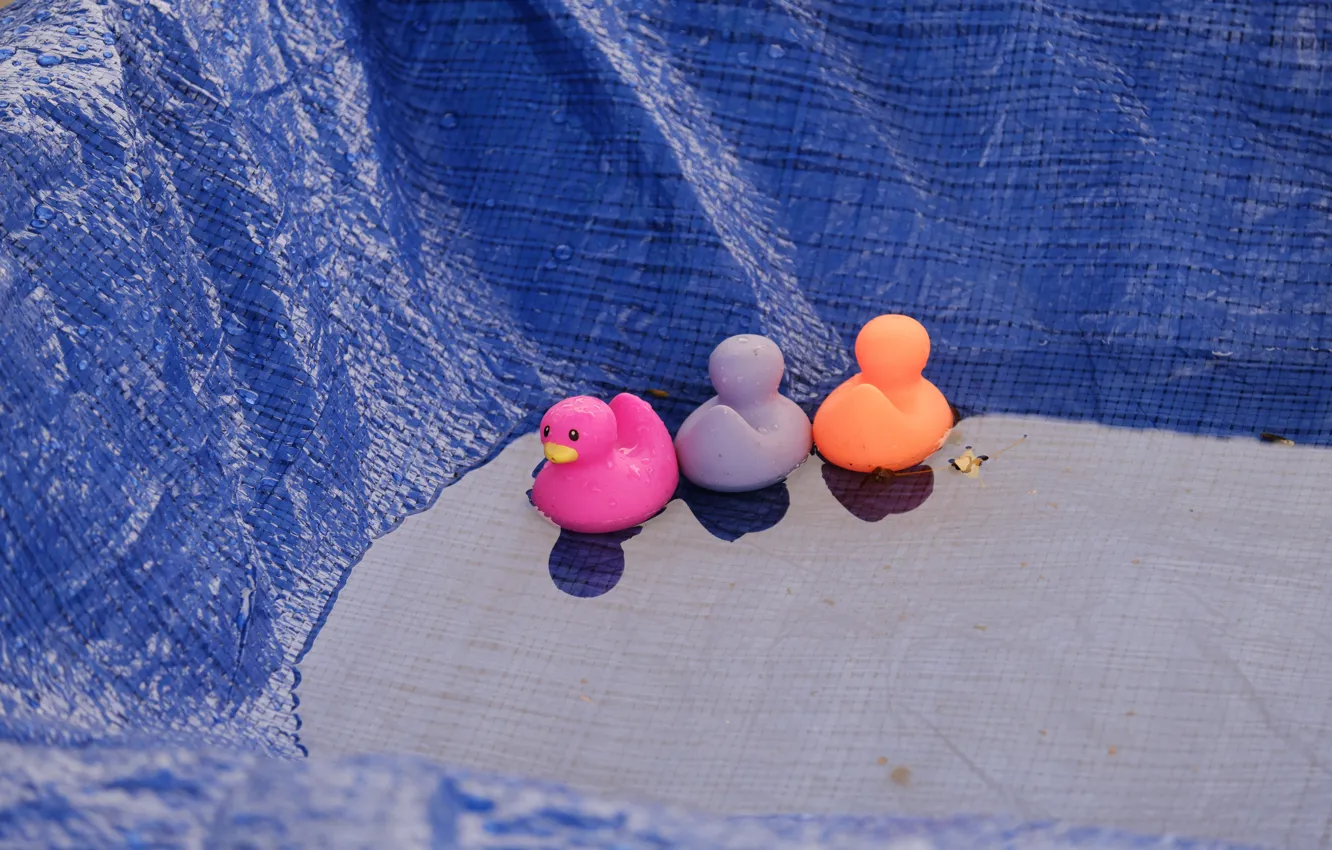 Photo wallpaper minimalism, texture, duck