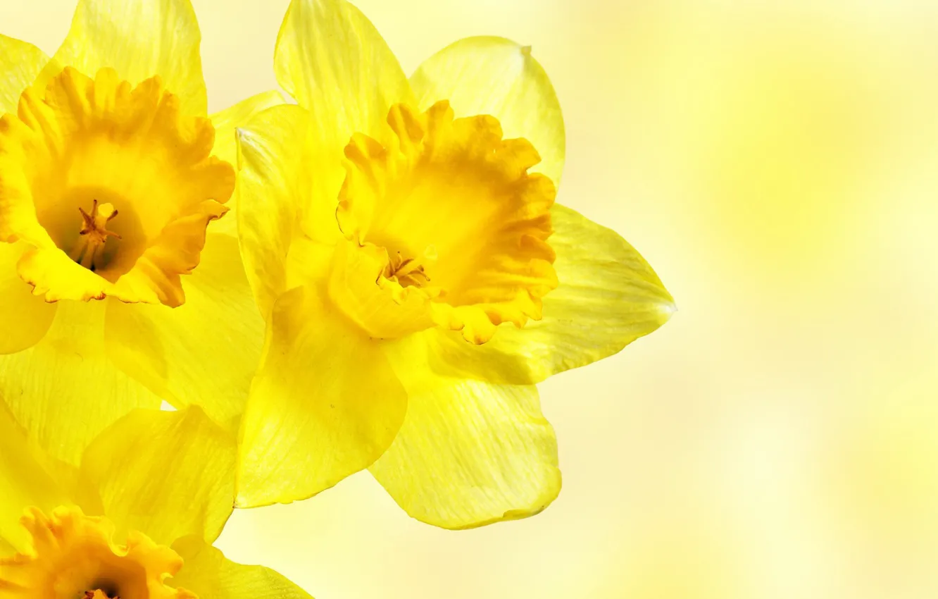 Photo wallpaper macro, flowers, yellow, daffodils