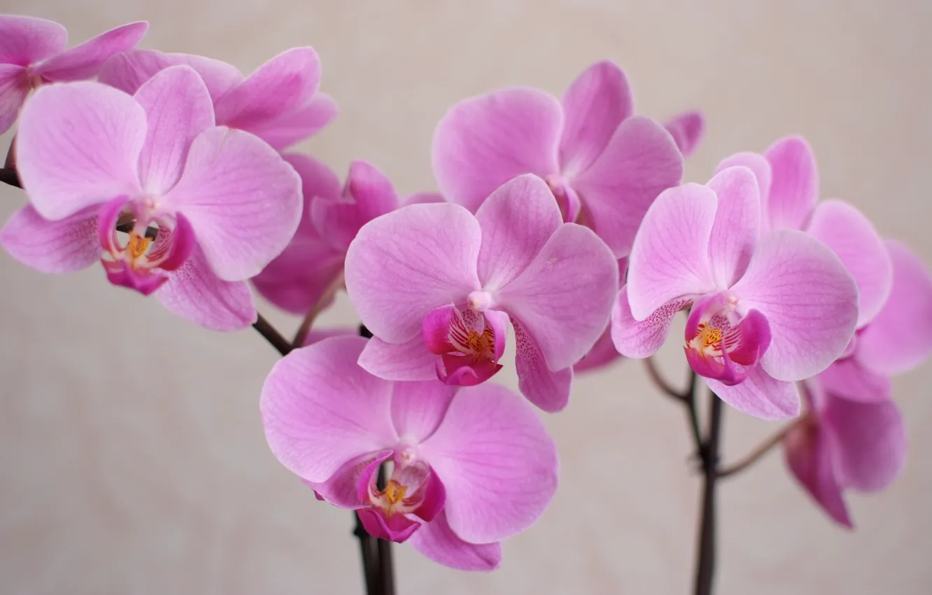 Photo wallpaper macro, flowers, petals, Orchid