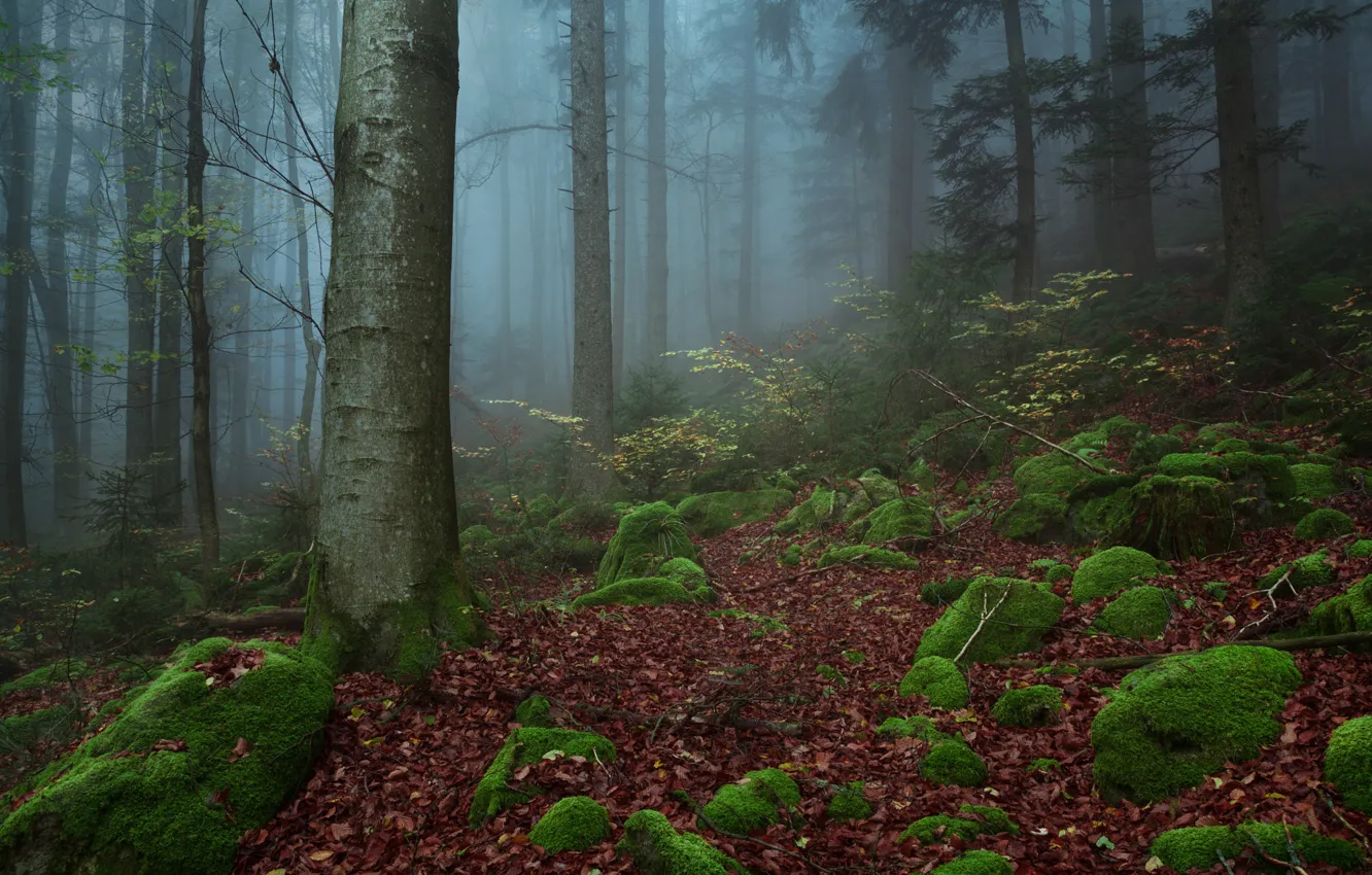 Photo wallpaper forest, trees, nature, fog, stones, moss