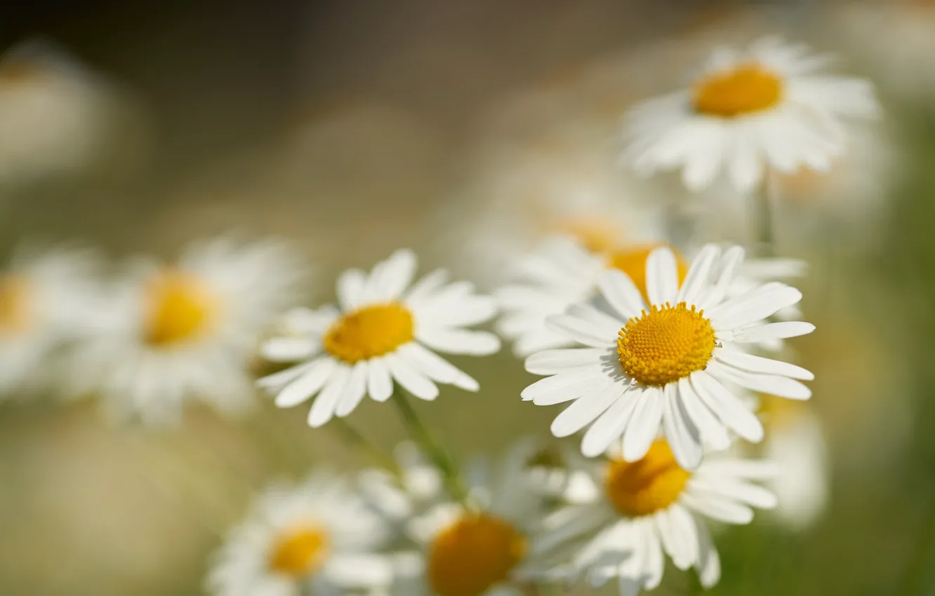Photo wallpaper macro, chamomile, bokeh