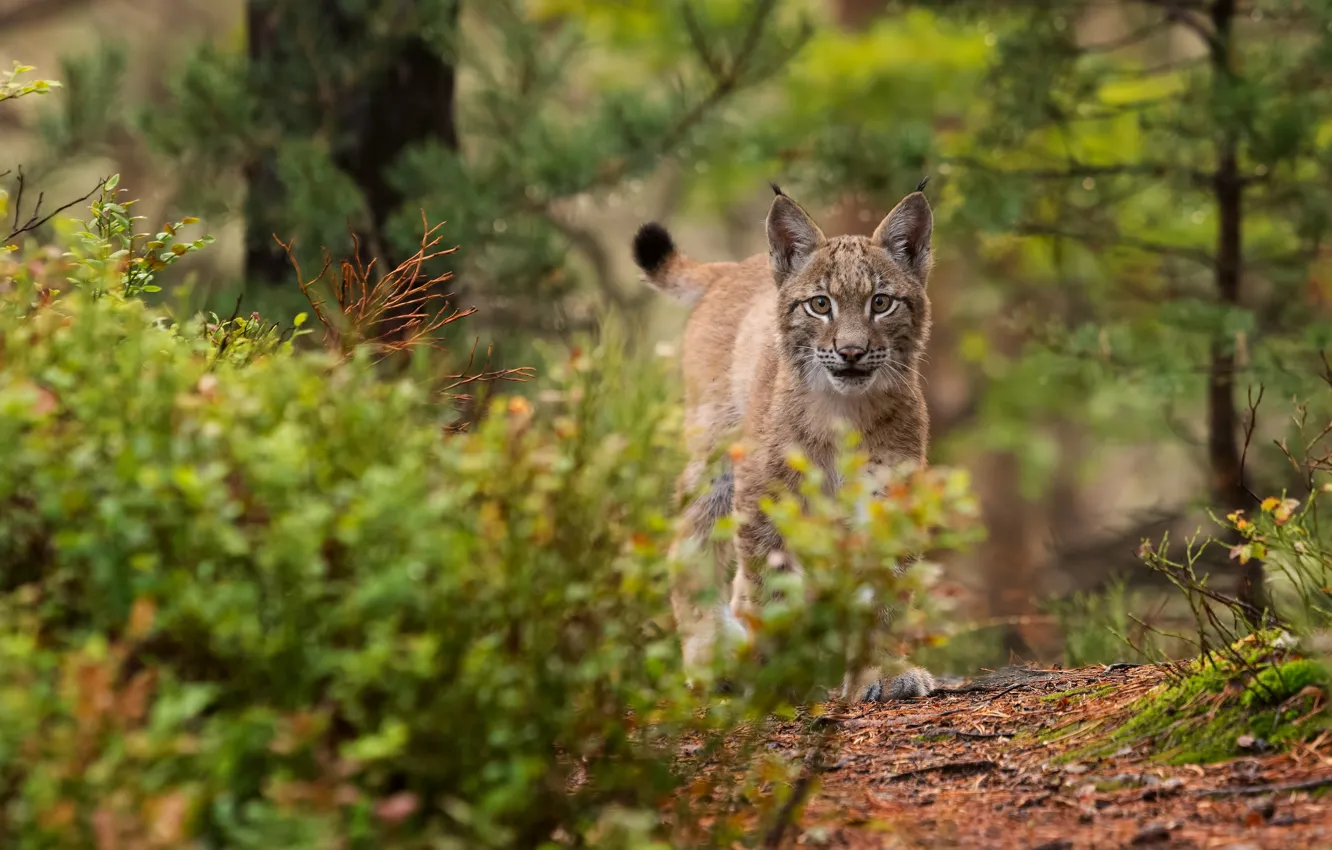 Photo wallpaper forest, grass, look, branches, lynx, needles, a small lynx, a small lynx