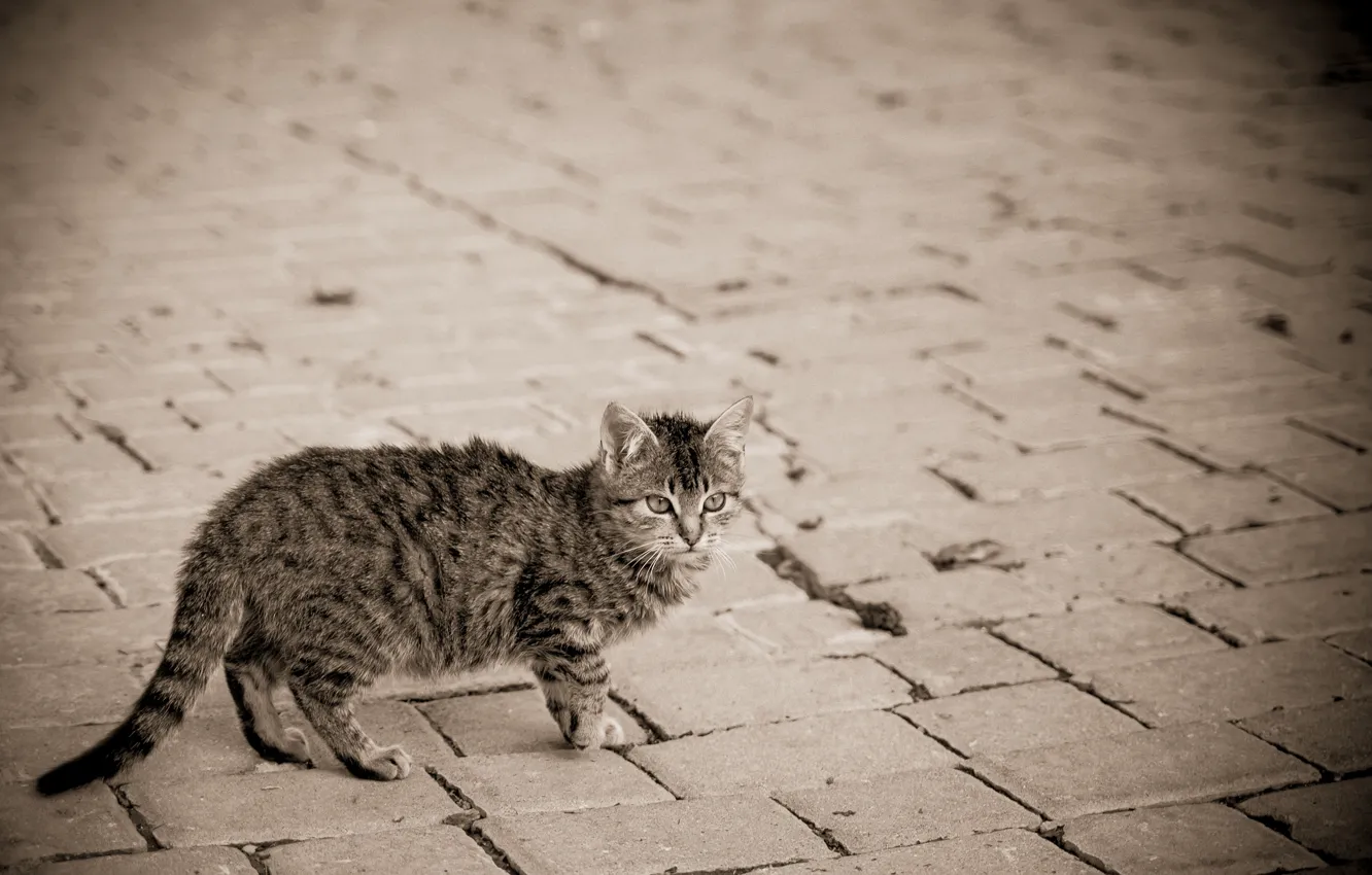 Photo wallpaper cat, kitty, grey, street, bridge, striped