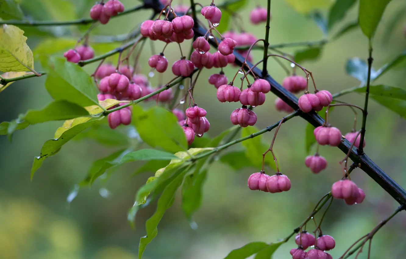 Photo wallpaper leaves, drops, macro, flowers, branches, rain