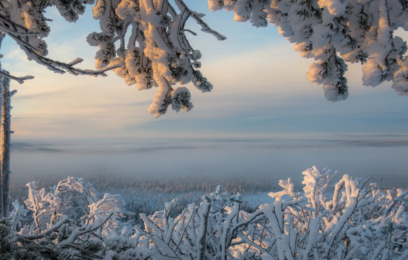 Photo wallpaper winter, snow, trees, branches, frost, panorama, Finland, Finland
