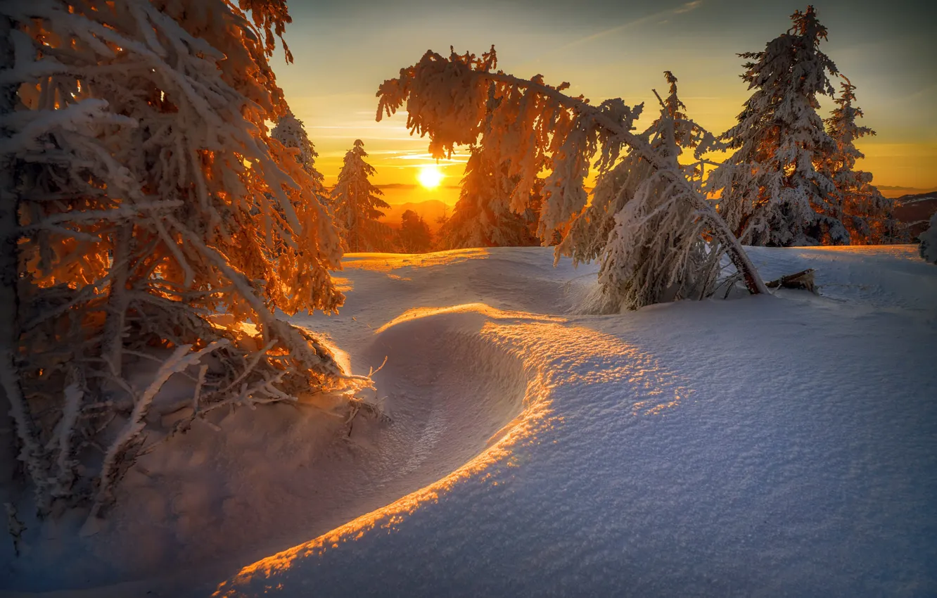 Photo wallpaper winter, frost, forest, the sun, light, snow, sunset, branches