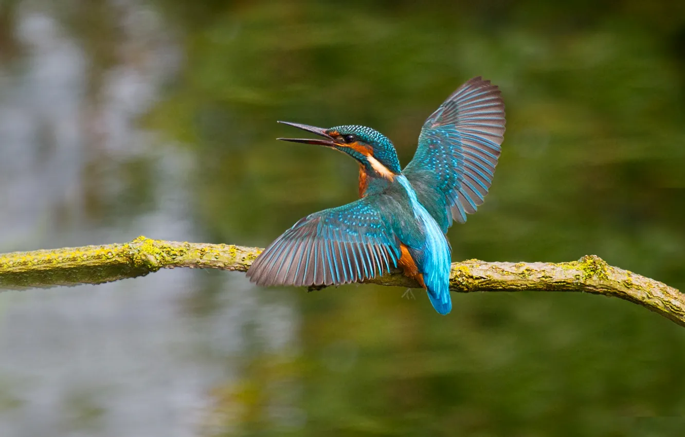 Photo wallpaper bird, color, wings, branch, beak, Kingfisher