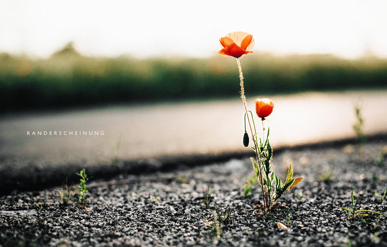 Photo wallpaper macro, Mac, photographer, photography, photographer, macro, Björn Wunderlich